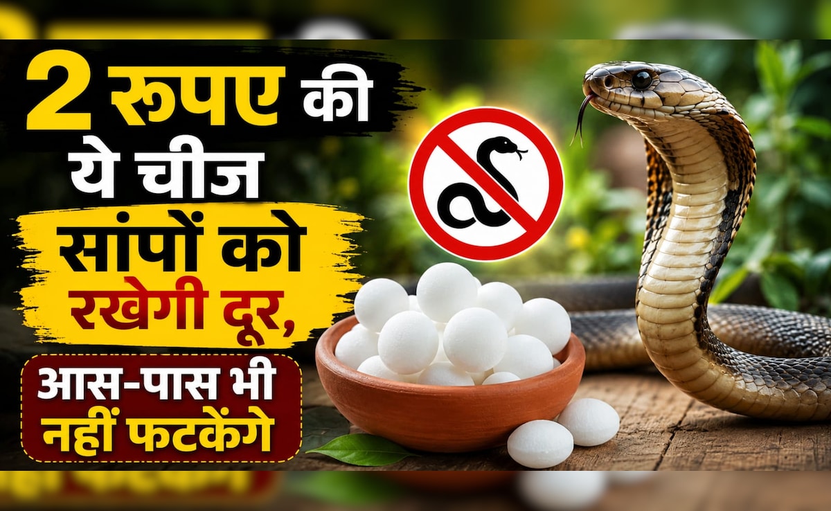 घर के पास नहीं आएंगे सांप, 2 रुपये की इस चीज से भागता है सांप, सुगंध ही कर देगी काम