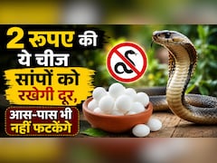 गर्मियों में सांपों को दूर रखेगी किचन में रखी ये एक चीज, घर के आस-पास छिड़क दें तो होगी Snakes की No-Entry