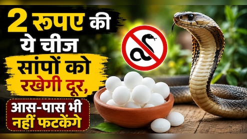 घर के पास नहीं आएंगे सांप, 2 रुपये की इस चीज से भागता है सांप, सुगंध ही कर देगी काम