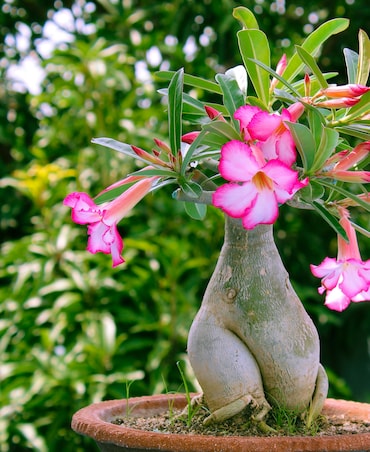7 Tips To Care For Adenium Plant