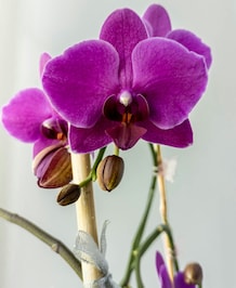 7 Tips To Care For Orchid Plants