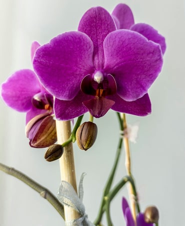 7 Tips To Care For Orchid Plants