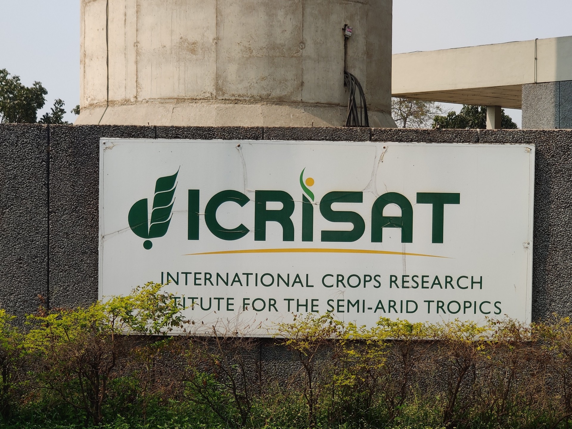 In the sunflower fields of ICRISAT, the promise of becoming self-reliant in oilseeds becomes visible.