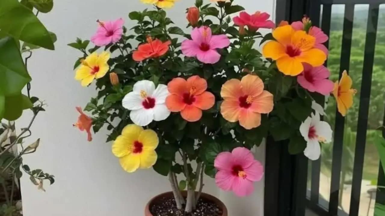 Click to buy Cloud Farm Hibiscus Plant (Hybrid, Pack of 1)  