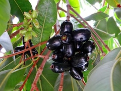 Jamun For Liver Health: Doctor Explains Why Eating It Daily Matters
