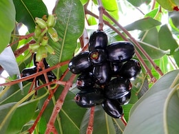 Doctor Explains Why You Need To Eat A Handful Of Jamun Daily To Improve Liver Health