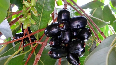Doctor Explains Why You Need To Eat A Handful Of Jamun Daily To Improve Liver Health