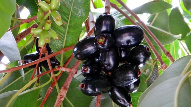 A handful of jamun should be consumed to improve liver health