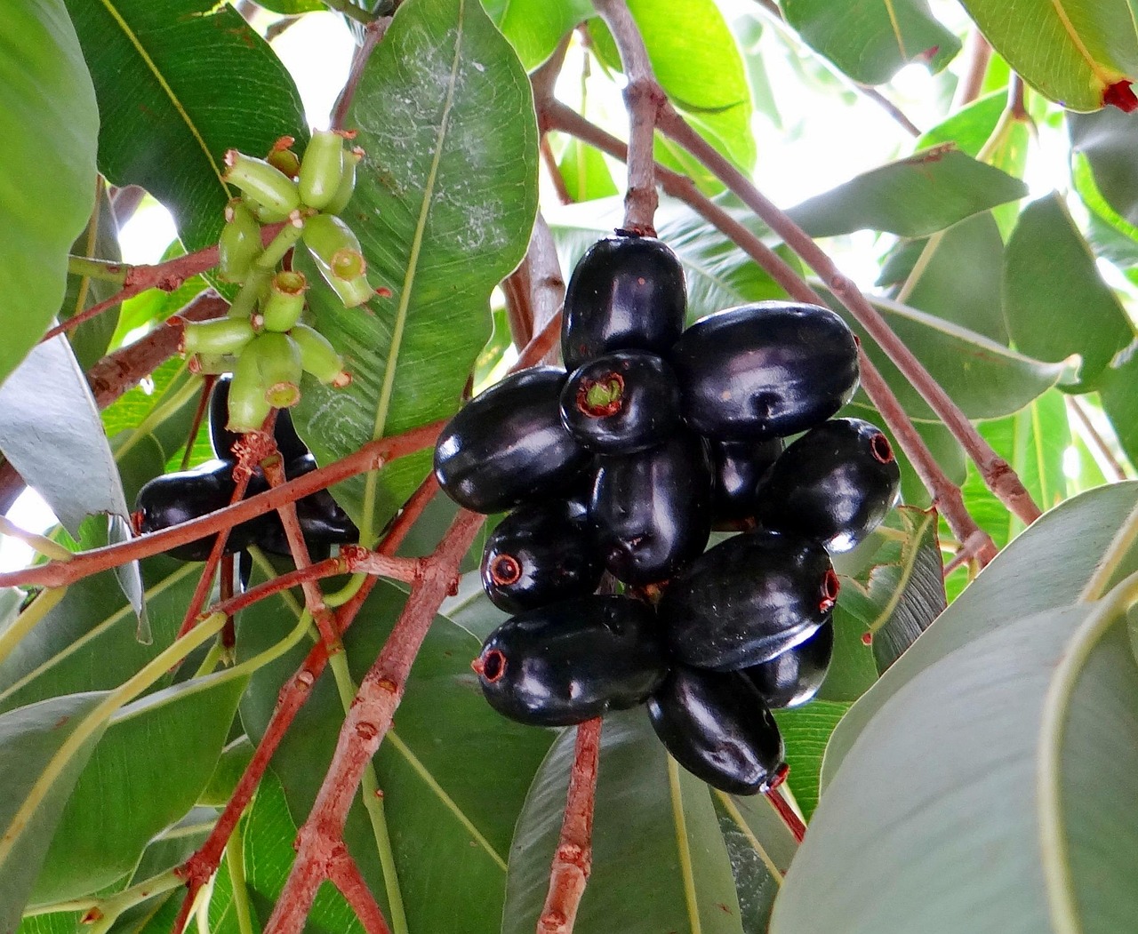 A handful of jamun should be consumed to improve liver health