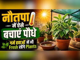 Nautapa की तपती गर्मी से पहले पौधों को दें ये सुरक्षा कवच, वरना सूख जाएगा पूरा गार्डन