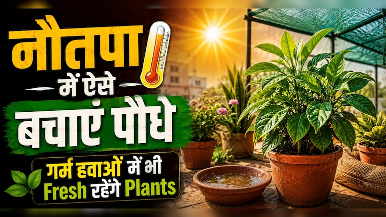 Nautapa की तपती गर्मी से पहले पौधों को दें ये सुरक्षा कवच, वरना सूख जाएगा पूरा गार्डन