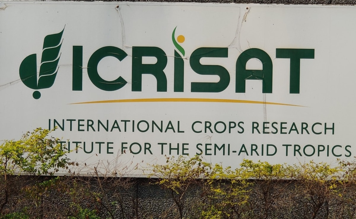 ICRISAT ने देश में तिलहन की फसलों के कई उन्नत किस्में तैयार की हैं और कई पर अभी भी शोध का काम जारी है.