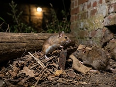 Argentina Authorities Trap Rats In Ushuaia, Hunt For Hantavirus Outbreak Source