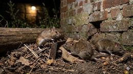 Centre To Launch A National Action Plan To Tackle Zoonotic Diseases