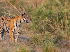 Why Panna National Park Is Best Visited During Summer For A Luxury Wildlife Safari