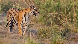 Why Panna National Park Is Best Visited During Summer For A Luxury Wildlife Safari