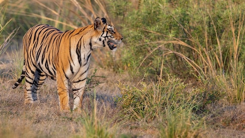 Why Panna National Park Is Best Visited During Summer For A Luxury Wildlife Safari