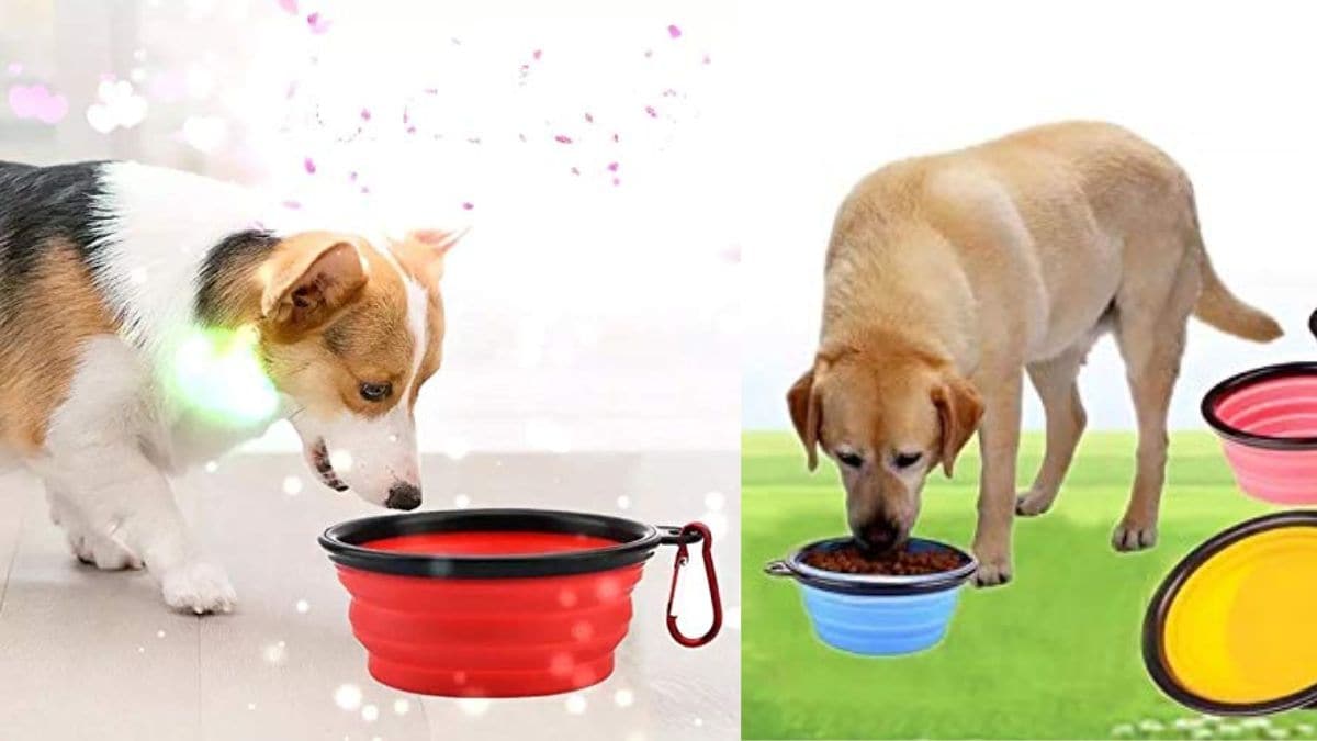 5 Best Pet Travel Bowls Under ₹1000 for Comfortable Road Trips: Check out these portable, leak-proof, and travel-friendly pet bowls. 5 Best Pet Travel Bowls Under ₹1000 for Comfortable Road Trips: Check out these portable, leak-proof, and travel-friendly pet bowls.