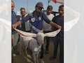 Video: अजमेर की बकरा मंडी में हैदराबादी 'परी' का जलवा, 18 इंच लंबे कान और 80 हजार की कीमत; देखने उमड़ी भीड़