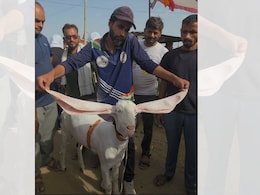 अजमेर की बकरा मंडी में हैदराबादी परी का जलवा, 18 इंच लंबे कान और 80 हजार की कीमत; देखने उमड़ी भीड़