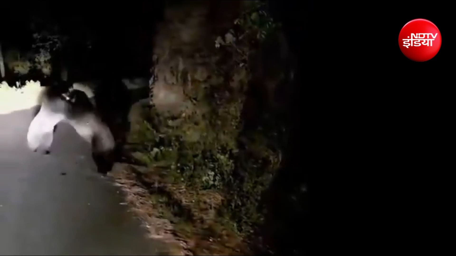 Bears Fight in Uttarakhand: बीच सड़क दो भालुओं में खूनी जंग, थम गया ट्रैफिक, कैमरे में रिकॉर्ड खौफनाक मंजर