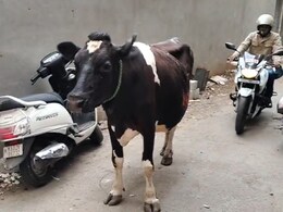 सड़क पर सो रही गाय के साथ गंदी हरकत, बेंगलुरु पुलिस ने दर्ज किया केस, वीडियो हो रहा वायरल