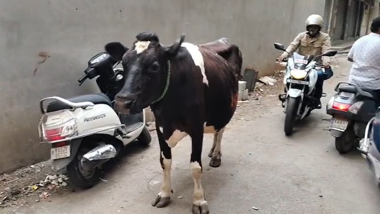 सड़क पर सो रही गाय के साथ गंदी हरकत, बेंगलुरु पुलिस ने दर्ज किया केस, वीडियो हो रहा वायरल