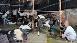 गोरेगांव बकरीद विवाद: BMC की मनाही के बाद सोसाइटी में टली कुर्बानी, गोदाम ले जाए गए बकरे