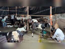 गोरेगांव बकरीद विवाद: BMC की मनाही के बाद सोसाइटी में टली कुर्बानी, गोदाम ले जाए गए बकरे