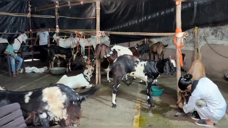गोरेगांव बकरीद विवाद: BMC की मनाही के बाद सोसाइटी में टली कुर्बानी, गोदाम ले जाए गए बकरे