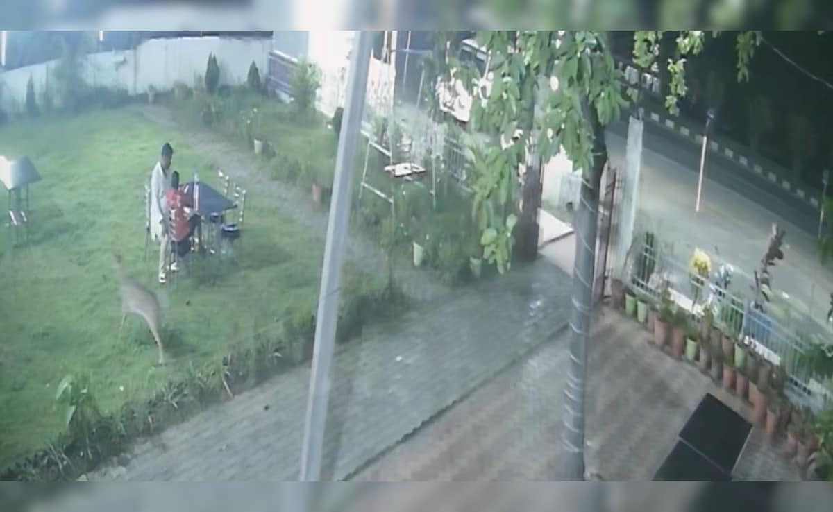झारखंड: होटल में खाना खा रहे थे लोग, अचानक घुस आया हिरण; हर कोई रह गया हैरान
