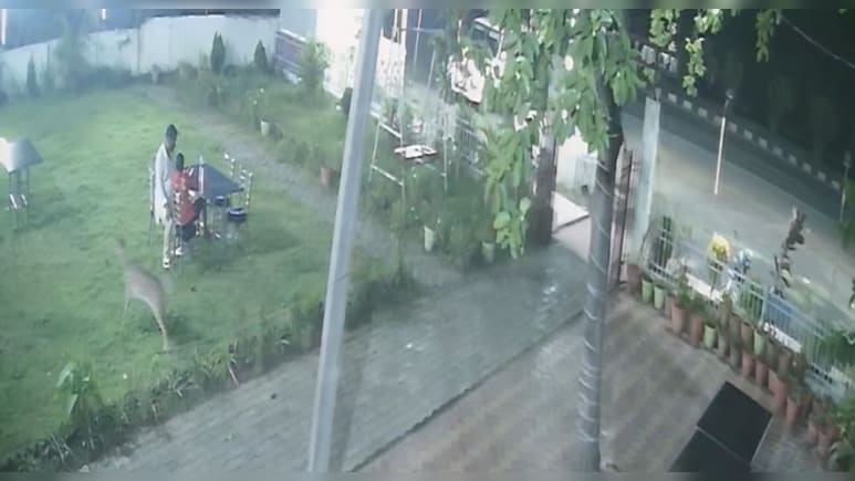 झारखंड: होटल में खाना खा रहे थे लोग, अचानक घुस आया हिरण; हर कोई रह गया हैरान
