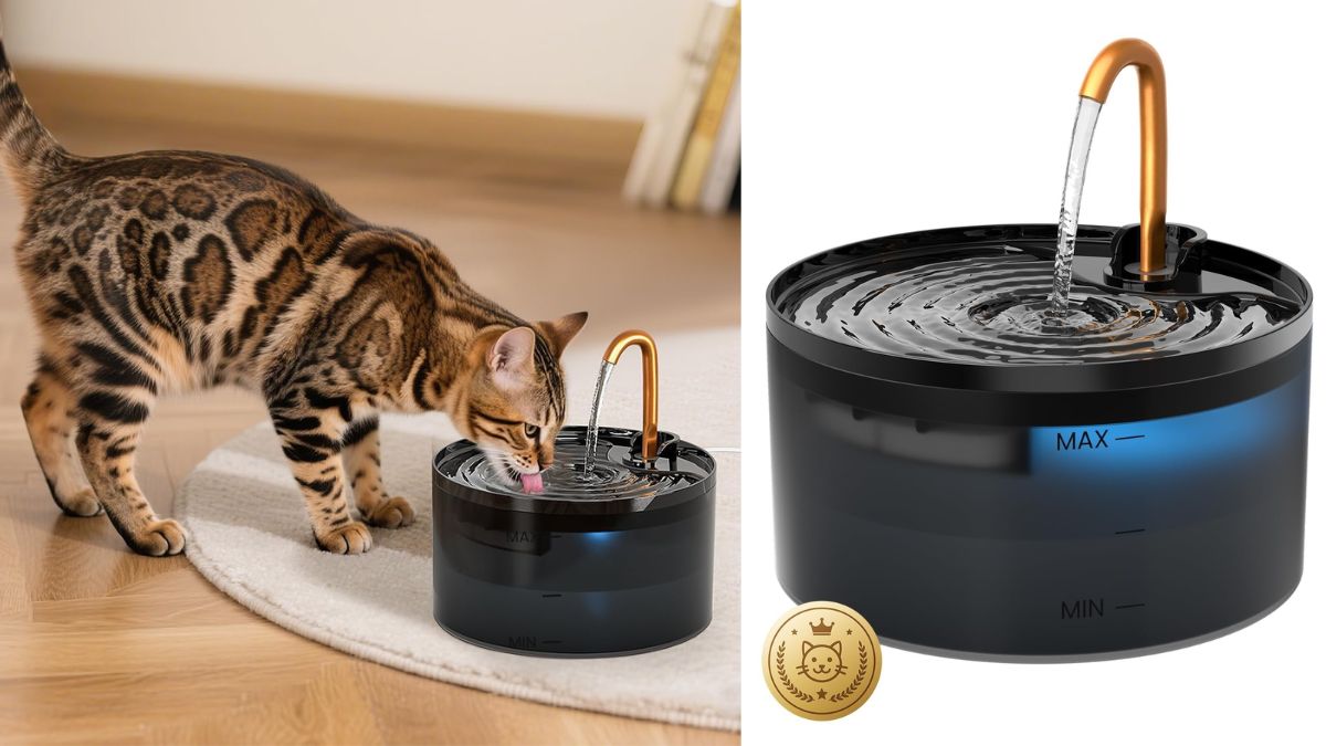 5 Best Cat Water Fountains for Summer Hydration Under ₹4000: Provide fresh, flowing water all day for your pets. 5 Best Cat Water Fountains for Summer Hydration Under ₹4000: Provide fresh, flowing water all day for your pets.