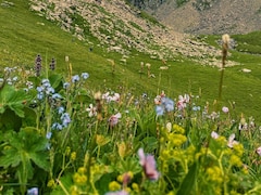 This Uttarakhand Trek Leads To A UNESCO World Heritage Site Filled With Flowers Every Monsoon