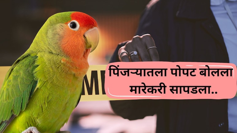 Trending News: खून पचला होता, आरोपी सुटला होता! त्याचवेळी 'पोपट' बनला खबरी अन् क्षणात केस SOLVE