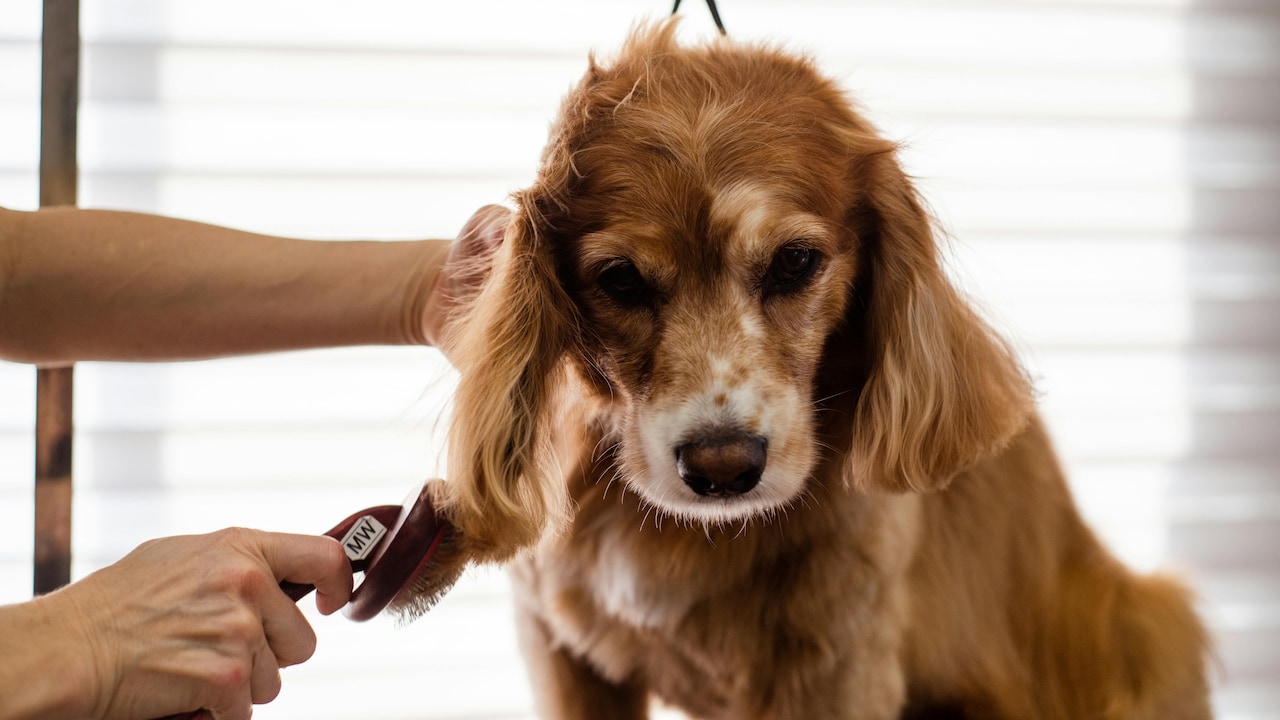 Must-have pet care essentials for all parents Must-have pet care essentials for all parents