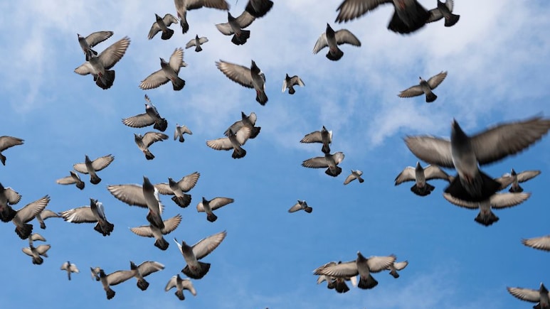 World Migratory Bird Day : 3700,00,000 पक्ष्यांनी एकाच रात्रीत अख्ख्या जगाची झोप उडवली, भारतही हैराण