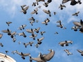 World Migratory Bird Day : 3700,00,000 पक्ष्यांनी एकाच रात्रीत अख्ख्या जगाची झोप उडवली, भारतही हैराण