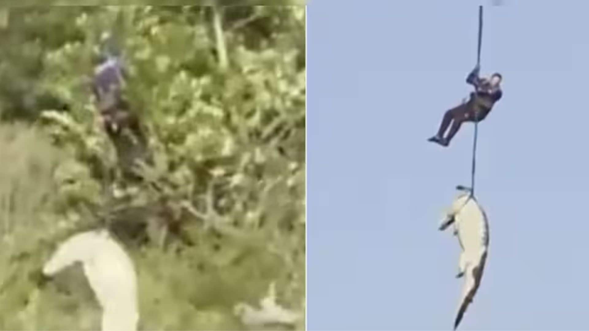 VIDEO : 500 किलो के मगरमच्छ का पेट चीरा तो निकले लापता बिजनेसमैन के कटे अंग, हेलीकॉप्टर से एयरलिफ्ट करना पड़ा
