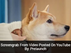 Can AI Read Your Pet's Mind? New Device Sparks Buzz