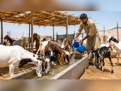 हीटवेव का जानवरों पर कैसा असर होता है? भीषण गर्मी में देखभाल कैसे करें, किन बातों का रखें ख्याल, जानिए