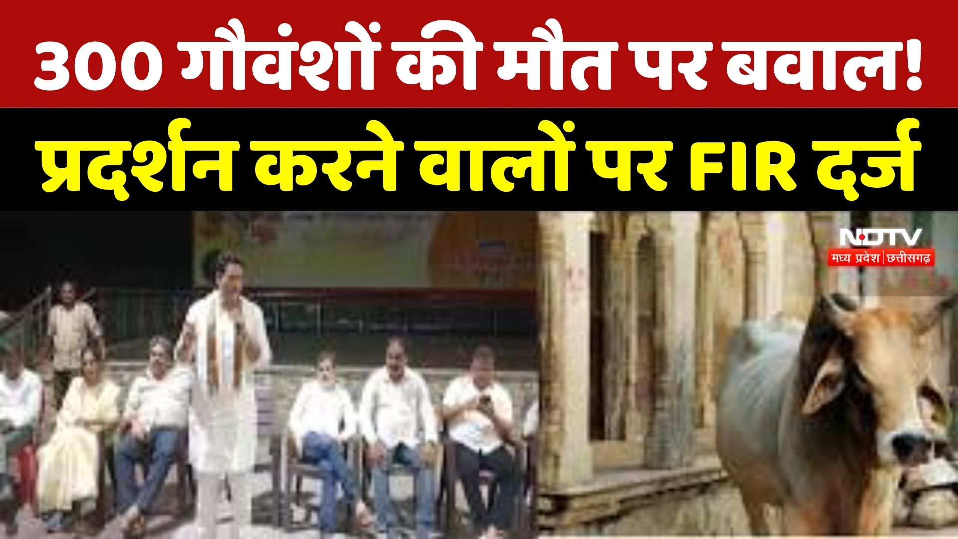 Bhilai में 300 गौवंश मौत मामला! विरोध प्रदर्शन पर 17 लोगों पर FIR