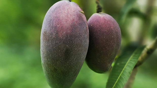 The mangoes are generally grown inside carefully controlled greenhouses instead of open farms.