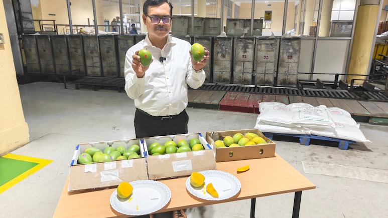 NDTV Goes Inside The Nuclear Facility Providing Indian Mangoes To America