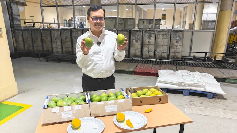 480 रुपए में एक आम और मिनटों में स्टॉक खत्म... गामा रेडिएशन किरणों से गुजरकर कैसे अमेरिका पहुंचता है भारतीय आम