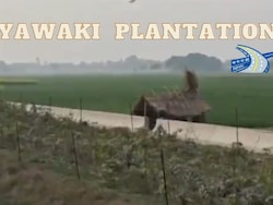 Highway Authority Uses Miyawaki Plantation On NH-31 For Faster Forest Growth: Watch Video