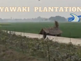 Highway Authority Uses Miyawaki Plantation On NH-31 For Faster Forest Growth: Watch Video