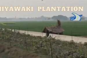Highway Authority Uses Miyawaki Plantation On NH-31 For Faster Forest Growth: Watch Video