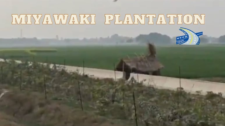 Highway Authority Uses Miyawaki Plantation On NH-31 For Faster Forest Growth: Watch Video