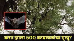 Gadchiroli News: गडचिरोलीत खळबळजनक घटना, एकाच दिवशी 500 वटवाघुळांचा मृत्यू, भीतीदायक कारण आलं समोर